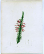 Erica pseudovestita