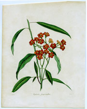Euphorbia Jacquiniaflora