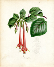 Fuschia fulgens