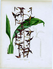 Gongora atropurpurea