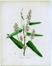 Hardbergia monophylla