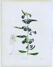 Hovea Celsi