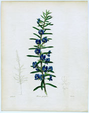 Hovea pungens