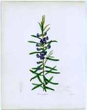 Hovea purpurea