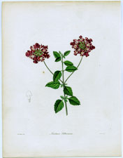 Lantana Sellowiana