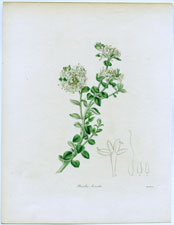 Pimelea lanata