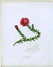 Portulaca Gilliesii