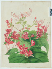 Clerodendrum speciosissmum