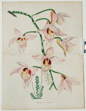 Dendrobium moschatum