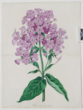 Phlox cordata grandiflora