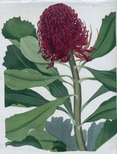 Telopea speciosissima