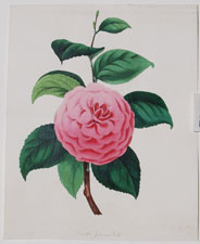 Camellia Japonica Fordii