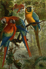 Parrots