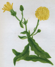 HAWKWEED PICRIS