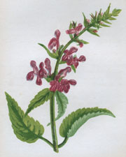 HEDGE WOUNDWORT