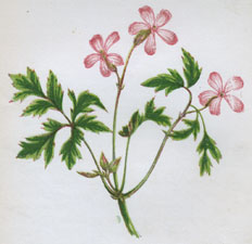 HERB ROBERT, OR POOR ROBIN