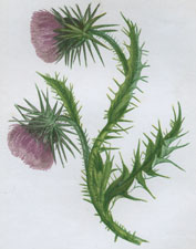 MUSK THISTLE