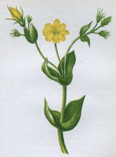 PERFOLIATE YELLOW WORT