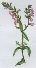 RED BARTSIA