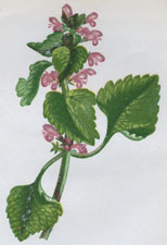 RED DEAD NETTLE