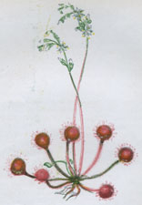 ROUND-LEAVED SUNDEW