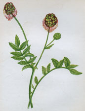 SALAD BURNET