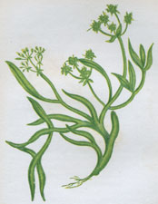 SAMPHIRE