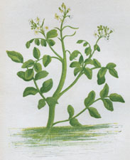 WATER-CRESS