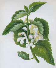 WHITE DEAD NETTLE