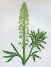 WILD MIGNONETTE