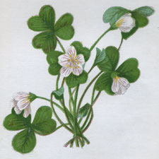 WOOD-SORREL