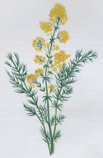 YELLOW BEDSTRAW