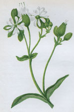 BLADDER CAMPION, OR CATCHFLY