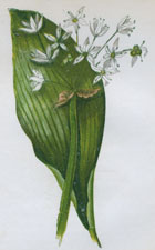 BROAD-LEAVED GARLIC, OR RANSOMS