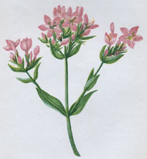 COMMON CENTAURY