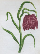 COMMON FRITILLARY