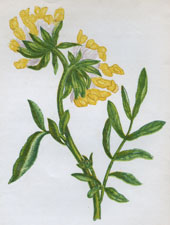 COMMON KIDNEY VETCH