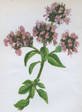 COMMON MARJORAM