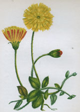 COMMON MOUSE-EAR HAWKWEED