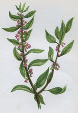 COMMON PELLITORY OF THE WALL