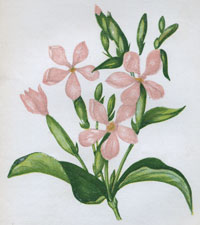 COMMON SOAPWORT