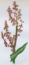 COMMON SORREL