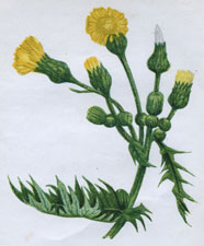 COMMON SOW THISTLE