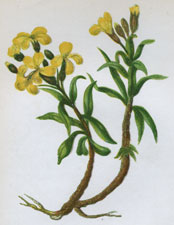 COMMON WALLFLOWER