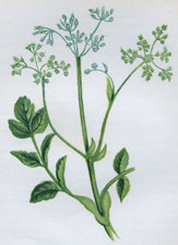 COMMON WILD PARSNIP