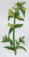 COMMON YELLOW RATTLE