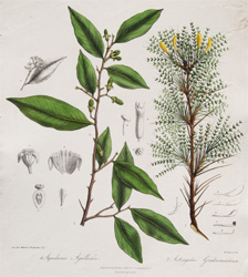 Plate 36: Aquilaria Agallocha