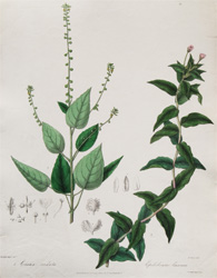 Plate 43: Circoea cordata