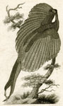 Argus Pheasant