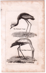 The Ballearic Crane, The White Stork